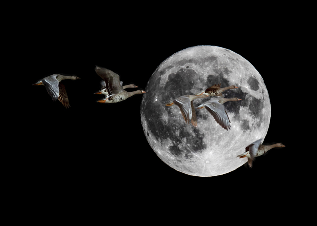 月 と 雁