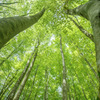 EOS 5Ds R {fBŎBeʐ^