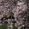 FD50mm F1.8 S.C. IIŎBeʐ^