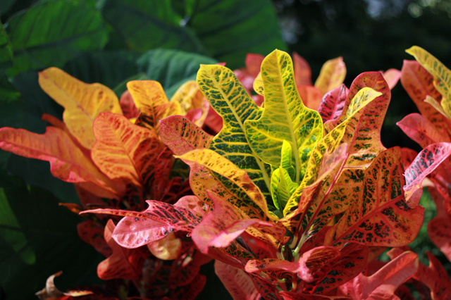 クロトン by くろやね (ID:3781710) 写真共有サイトPHOTOHITO