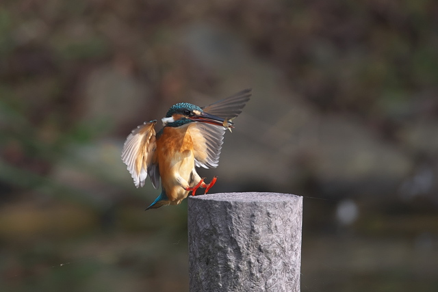 小えびを咥えて帰還 2 by Groovy （ID：12059857） 写真共有サイトPHOTOHITO