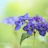 SP AF90mm F/2.8 Di MACRO 1:1 (Model272E) (ݗp)ŎBeʐ^