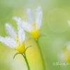 SP AF 180mm F/3.5 Di LD [IF] MACRO 1:1 (Model B01) (ݗp)ŎBeʐ^