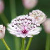 100mm F2.8 Macro SAL100M28ŎBeʐ^