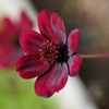 100mm F2.8 Macro SAL100M28ŎBeʐ^