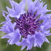 100mm F2.8 Macro SAL100M28ŎBeʐ^