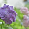 tHNg_[ NOKTON 58mm F1.4 SLII (ƺAi-S)ŎBeʐ^