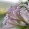 tWmY XF35mmF1.4 RŎBeʐ^
