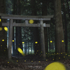 50mm F1.4 SAL50F14ŎBeʐ^
