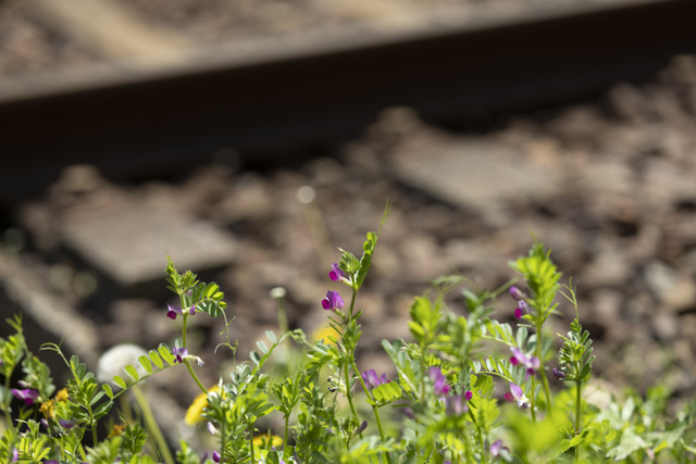 線路際の草 by 基線長 (ID:11701915) 写真共有サイトPHOTOHITO