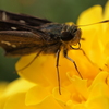OLYMPUS PEN Lite E-PL2 _uY[LbgŎBeʐ^