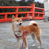 SoftBank 920SHŎBeʐ^