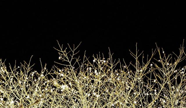 黒留袖 冬桜の裾模様 by TENtenko （ID：1493016） - 写真共有サイト:PHOTOHITO
