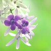 EOS Kiss X9i _uY[LbgŎBeʐ^