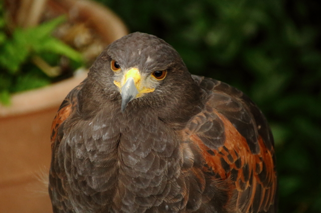 ん？ by 惣領の甚六 （ID：5255725） 写真共有サイトPHOTOHITO