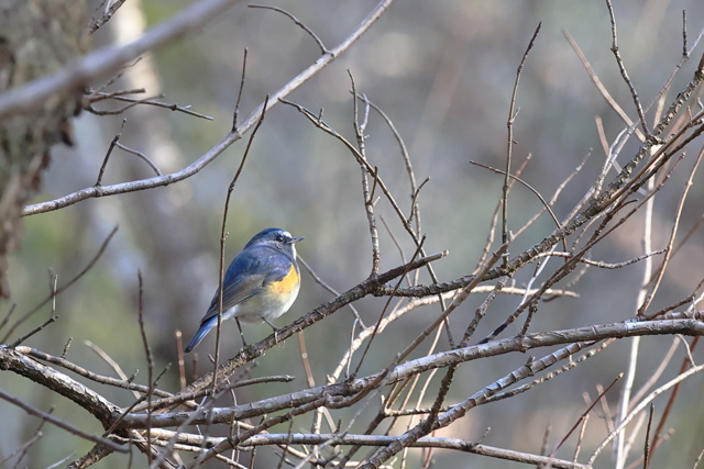 初物 by 惣領の甚六 （ID：12192792） 写真共有サイトPHOTOHITO