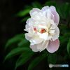 AF 70-300mm F/4-5.6 Di LD Macro 1:2 (Model A17) (ݗp)ŎBeʐ^