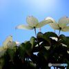AF 70-300mm F/4-5.6 LD MACRO 1:2 (ݗp)ŎBeʐ^