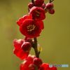AF 80-210mm F/4.5-5.6 (\j[p)ŎBeʐ^