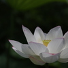100-400mm F5-6.3 DG OS HSM [Lmp]ŎBeʐ^