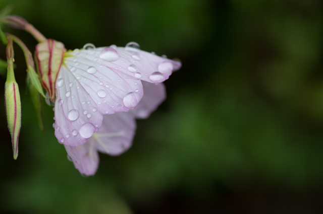 Flower Drop