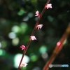 RICOH R10ŎBeʐ^
