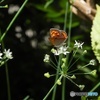 COOLPIX P100ŎBeʐ^