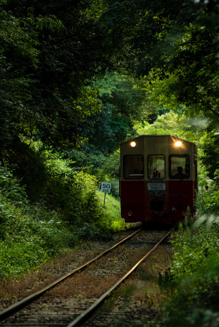 森のトンネルを by まんぐ (ID:8074397) 写真共有サイトPHOTOHITO