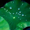 LUMIX G VARIO 100-300mm/F4.0-5.6/MEGA O.I.S. H-FS100300ŎBeʐ^