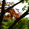 30mm F1.4 DC DN [\j[p]ŎBeʐ^