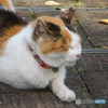 FinePix Z700EXRŎBeʐ^