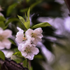 APO 50-150mm F2.8 EX DC OS HSM [jRp]ŎBeʐ^