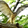 150-600mm F5-6.3 DG OS HSM Sports [jRp]ŎBeʐ^
