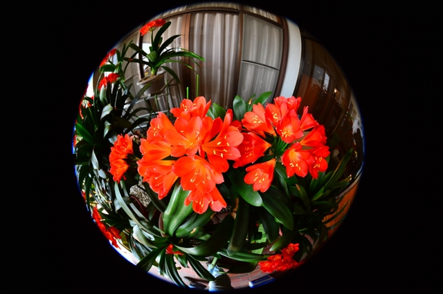 シグマ 8mm F3.5 EX DG CIRCULAR FISHEYE (ニコン用)投稿画像・動画 シグマ 8mm F3.5 EX DG CIRCULAR FISHEYE (ニコン用)投稿画像・動画