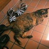 PENTAX MZ-S {fB ubNŎBeʐ^