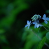 LUMIX DMC-G8M WY[YLbgŎBeʐ^
