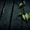 PENTAX *ist DL2 {fBŎBeʐ^
