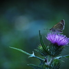 OLYMPUS OM-D E-M5 _uY[LbgŎBeʐ^