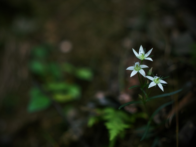 七工匠 7Artisans 35mm F0.95 35095M43B [マイクロフォーサーズ用]投稿