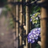 SUMMILUX-M 50 mm f/1.4 ASPH [Vo[]ŎBeʐ^