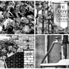 60mm F2.8 DN Vo[ [\j[p]ŎBeʐ^