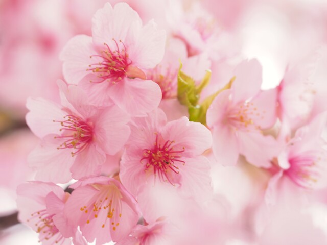 サクラ・フワリ♪ by まめりん。 (ID:11663203) 写真共有サイトPHOTOHITO