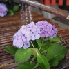 LUMIX G 20mm/F1.7 ASPH. H-H020ŎBeʐ^