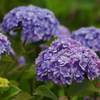 AF18-250mm F/3.5-6.3 Di II LD Aspherical [IF] Macro (Model A18) (p)ŎBeʐ^