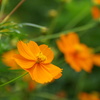 AF18-250mm F/3.5-6.3 Di II LD Aspherical [IF] Macro (Model A18) (p)ŎBeʐ^