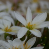 LUMIX DMC-G5-K {fB [GXvubN]ŎBeʐ^