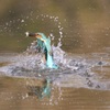 APO 300-800mm F5.6 EX DG HSM ( AF)ŎBeʐ^