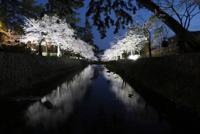 4月1日 夙川河川敷緑地 7 by peiper (ID:11810708) 写真共有サイトPHOTOHITO