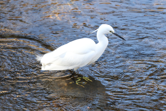1月26日 夙川河川敷緑地 2 by peiper （ID：11716619） 写真共有サイトPHOTOHITO
