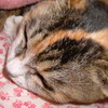 FinePix F410ŎBeʐ^
